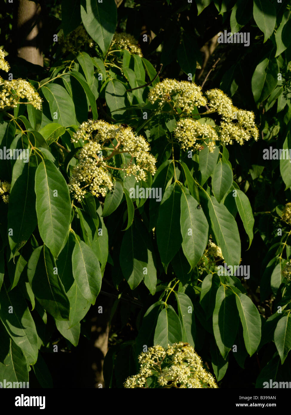 Korean bee tree (Tetradium daniellii) Stock Photo