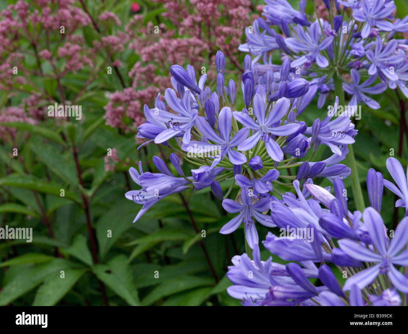 African lily (Agapanthus africanus) Stock Photo