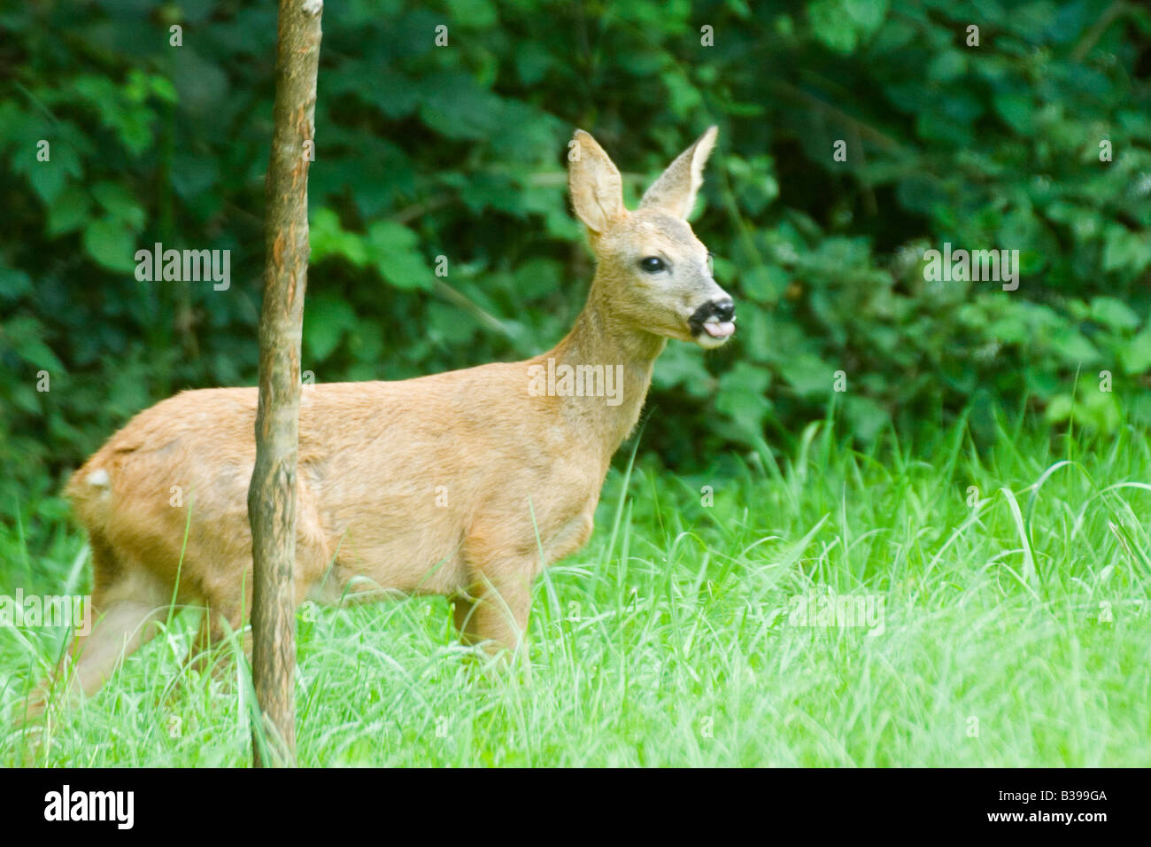 Roe deer Capreolus capreolus Stock Photo - Alamy