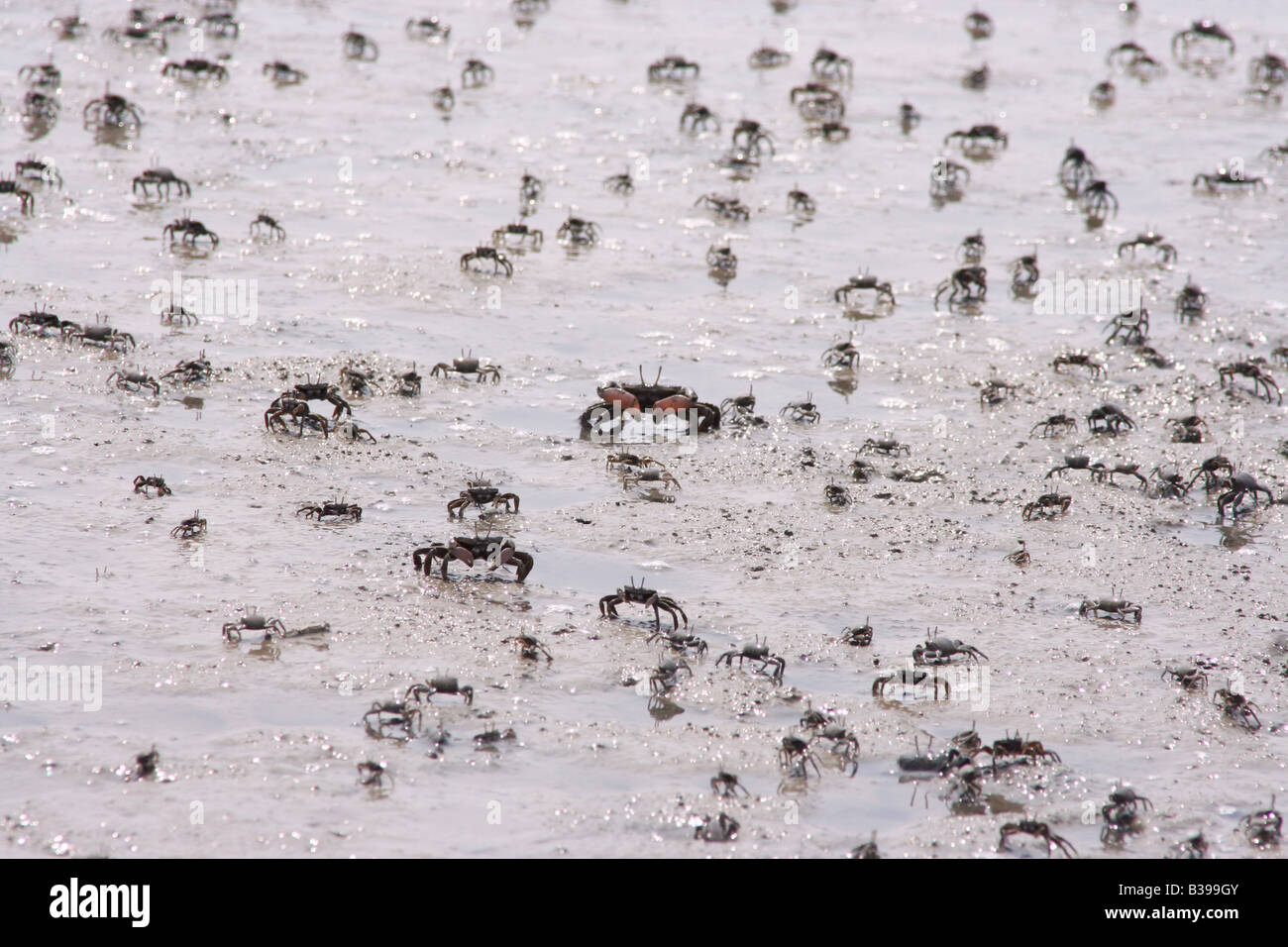 Big crab standing out from a colony fiddler crabs emerged from its burrows on the shore of Yellow sea in South Korea. Stock Photo