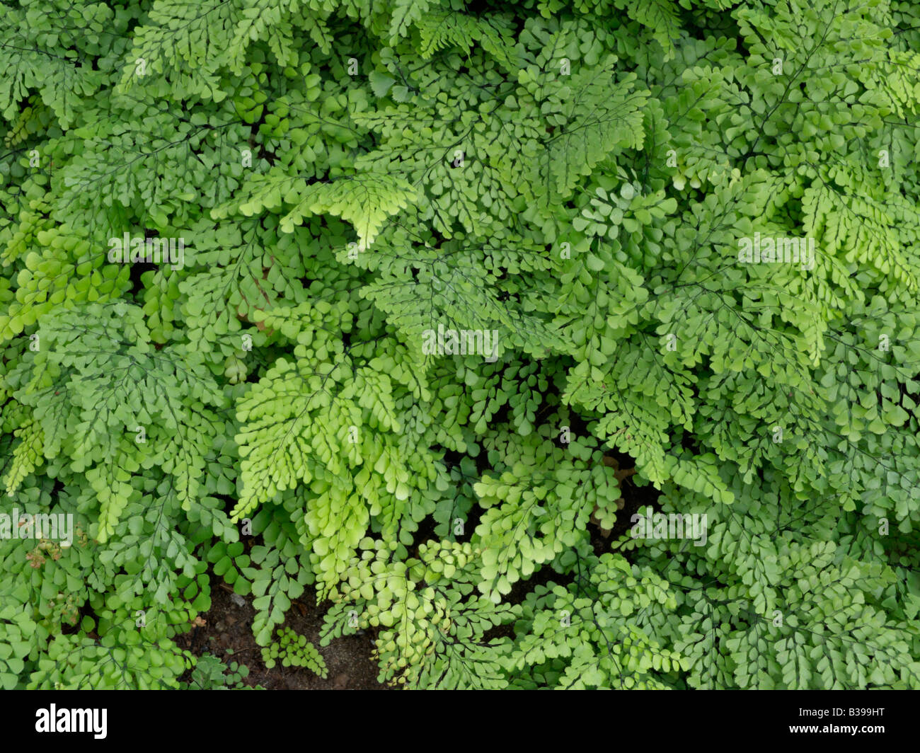 Evergreen maidenhair fern (Adiantum venustum) Stock Photo