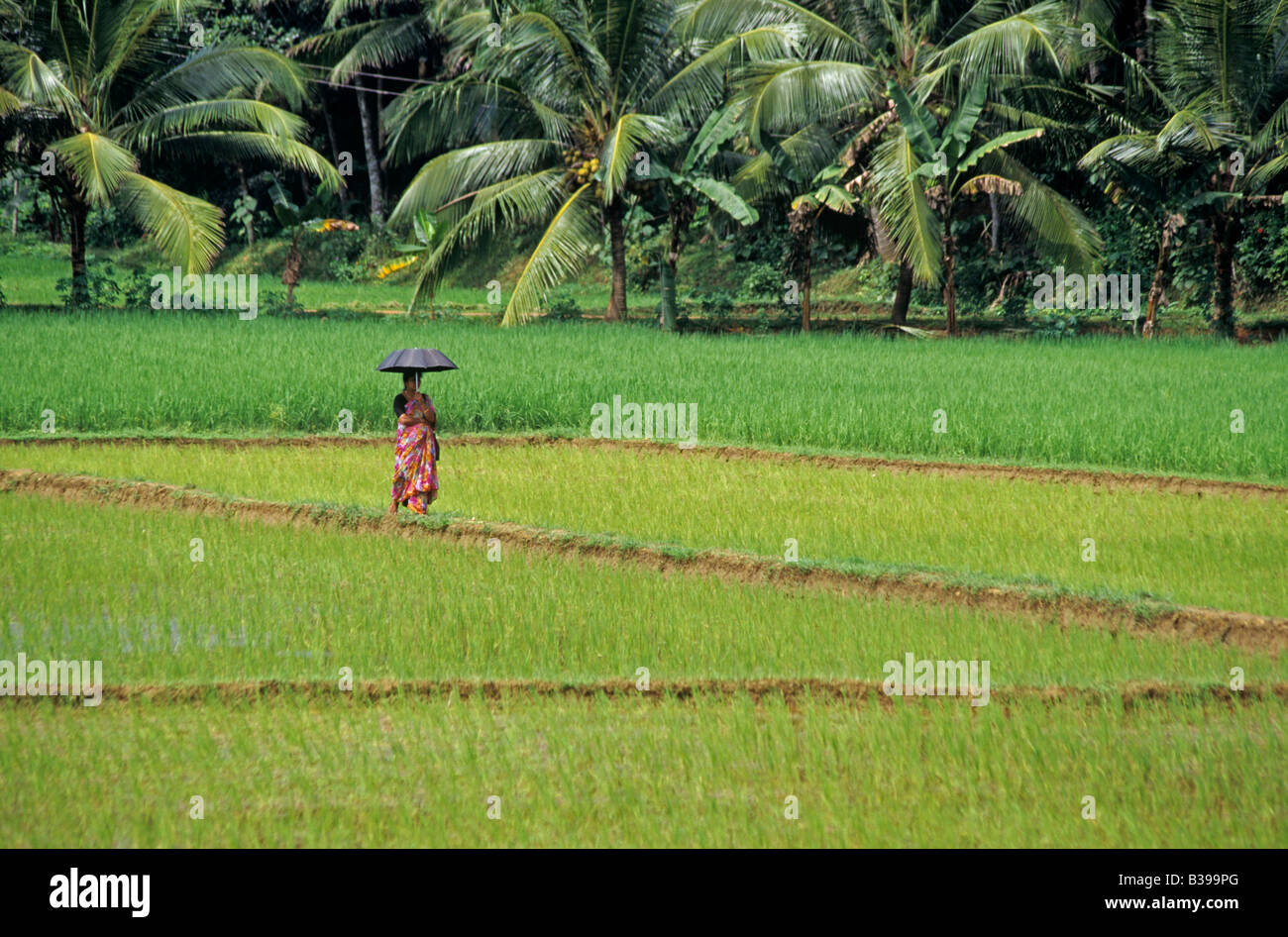Rice fields of tamil nadu hi-res stock photography and images - Alamy