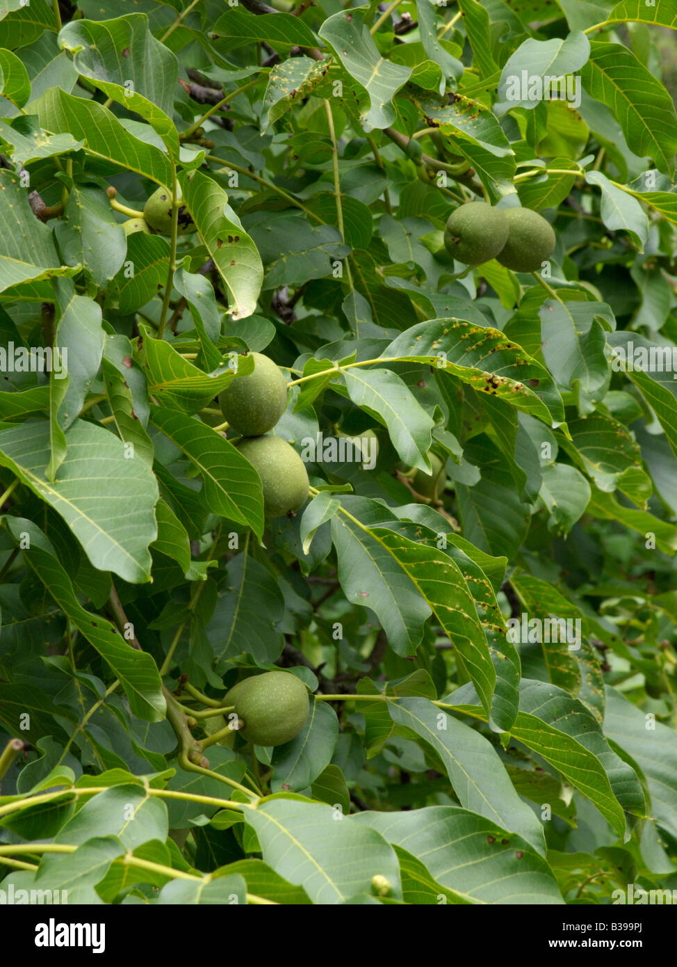 English walnut (Juglans regia) Stock Photo