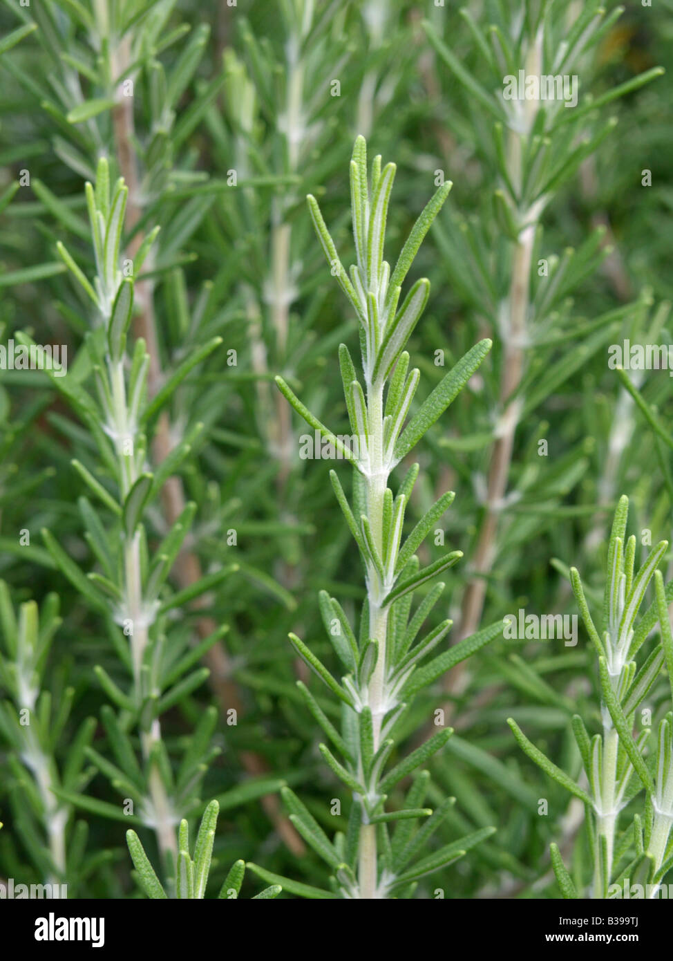 Rosemary (Rosmarinus officinalis) Stock Photo