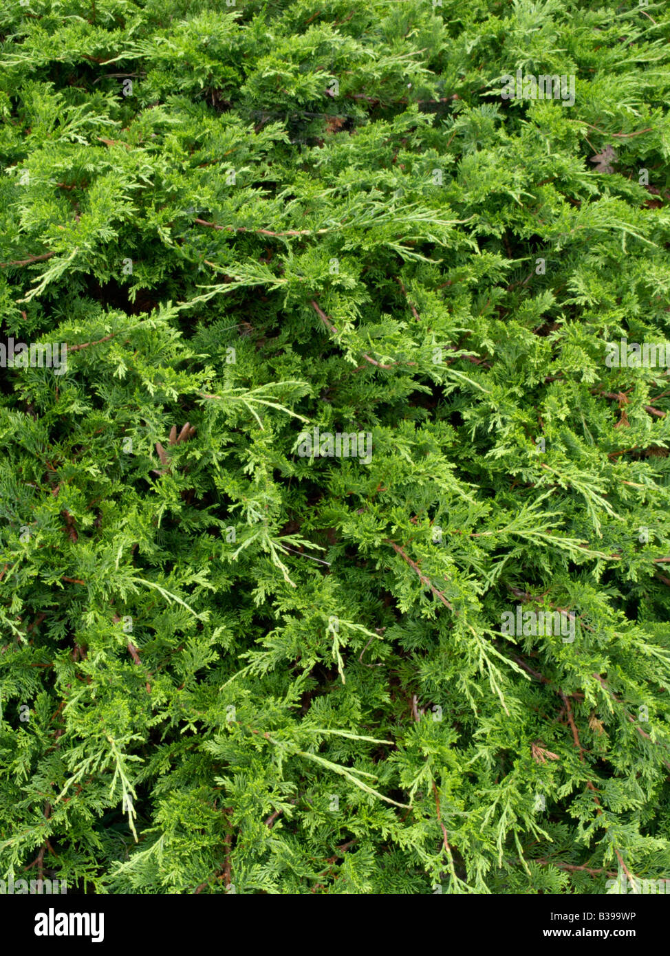 Temple juniper (Juniperus sabina) Stock Photo