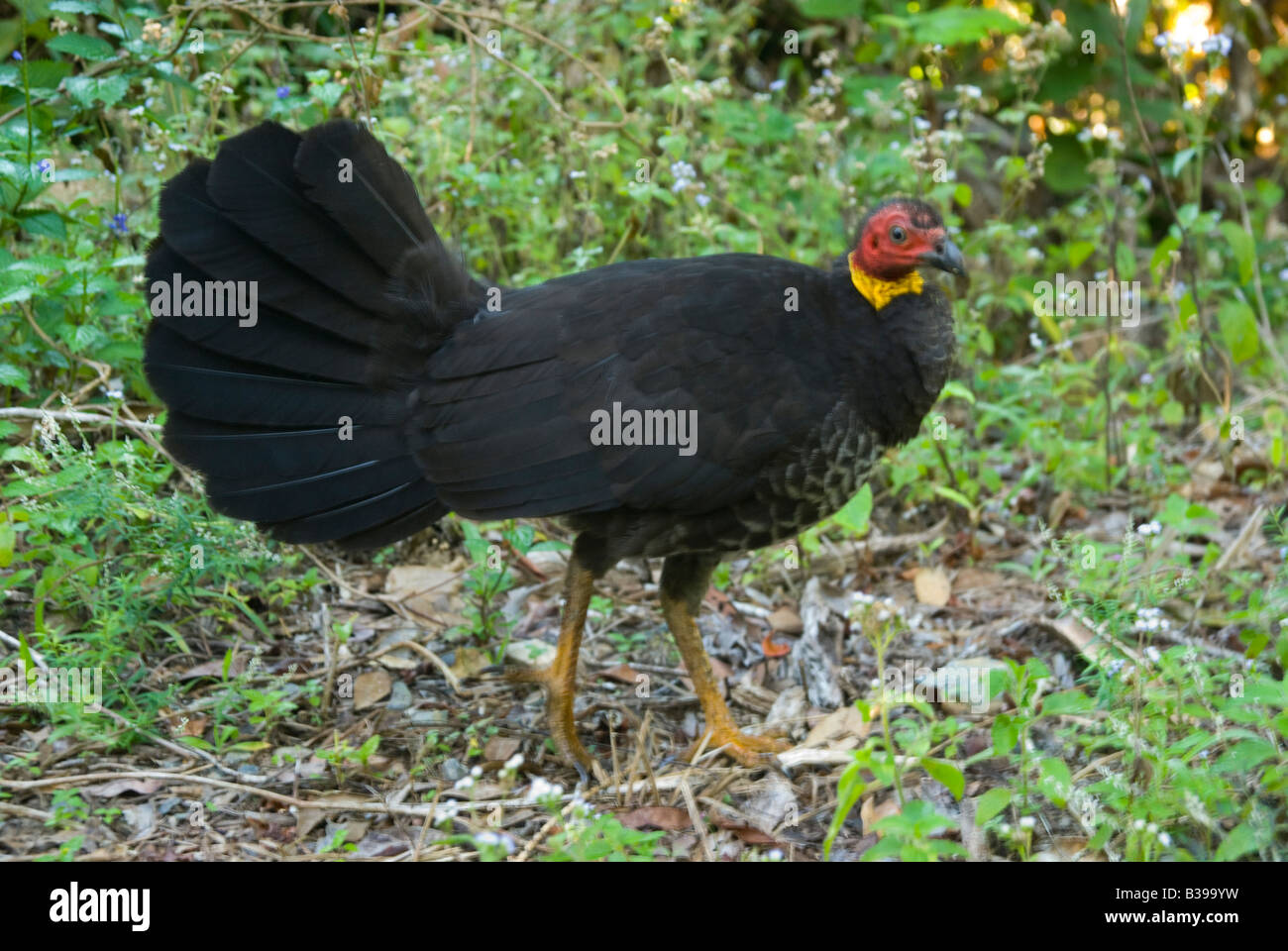 A female Australian Brush Turkey Alectura lathami most commonly encountered in Queensland Stock Photo