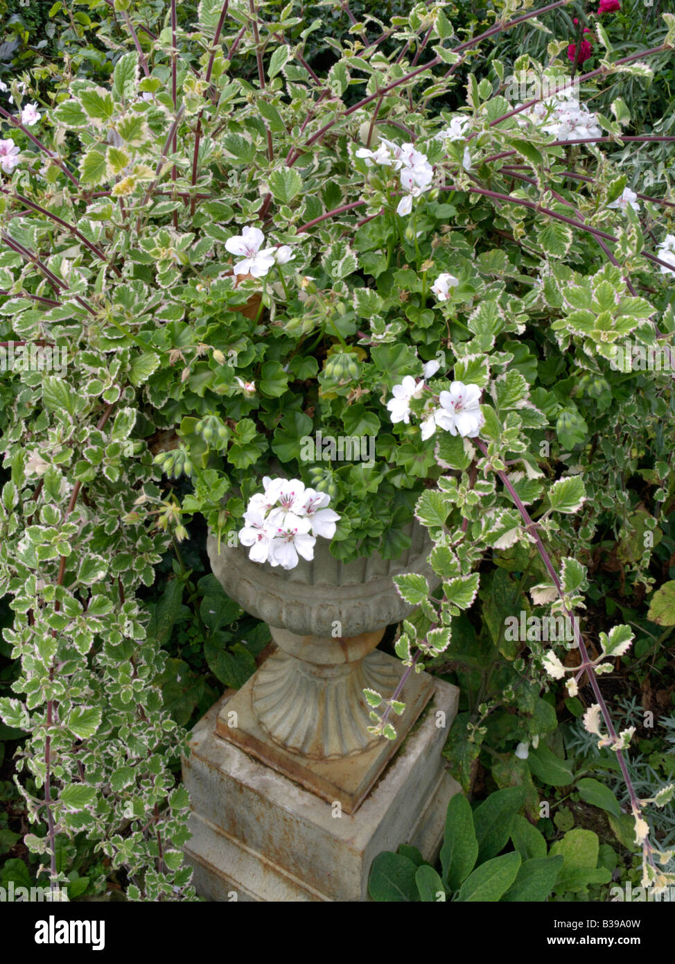 Pelargonium (Pelargonium) and Swedish ivy (Plectranthus forsteri 'Marginatus' syn. Plectranthus coleoides 'Marginatus') Stock Photo