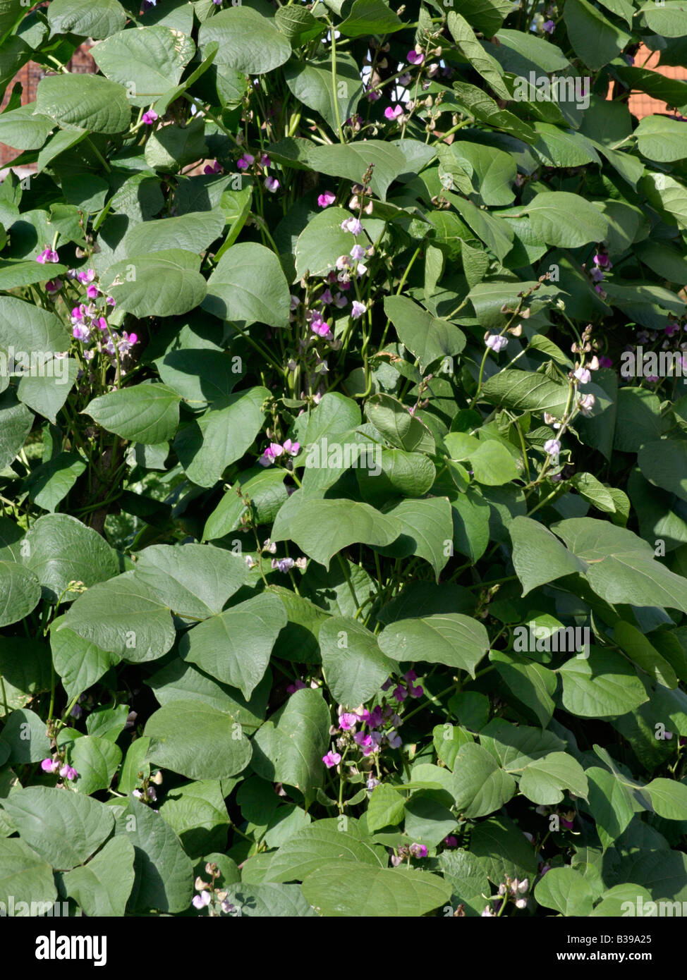 Hyacinth bean (Lablab purpureus syn. Dolichos lablab) Stock Photo