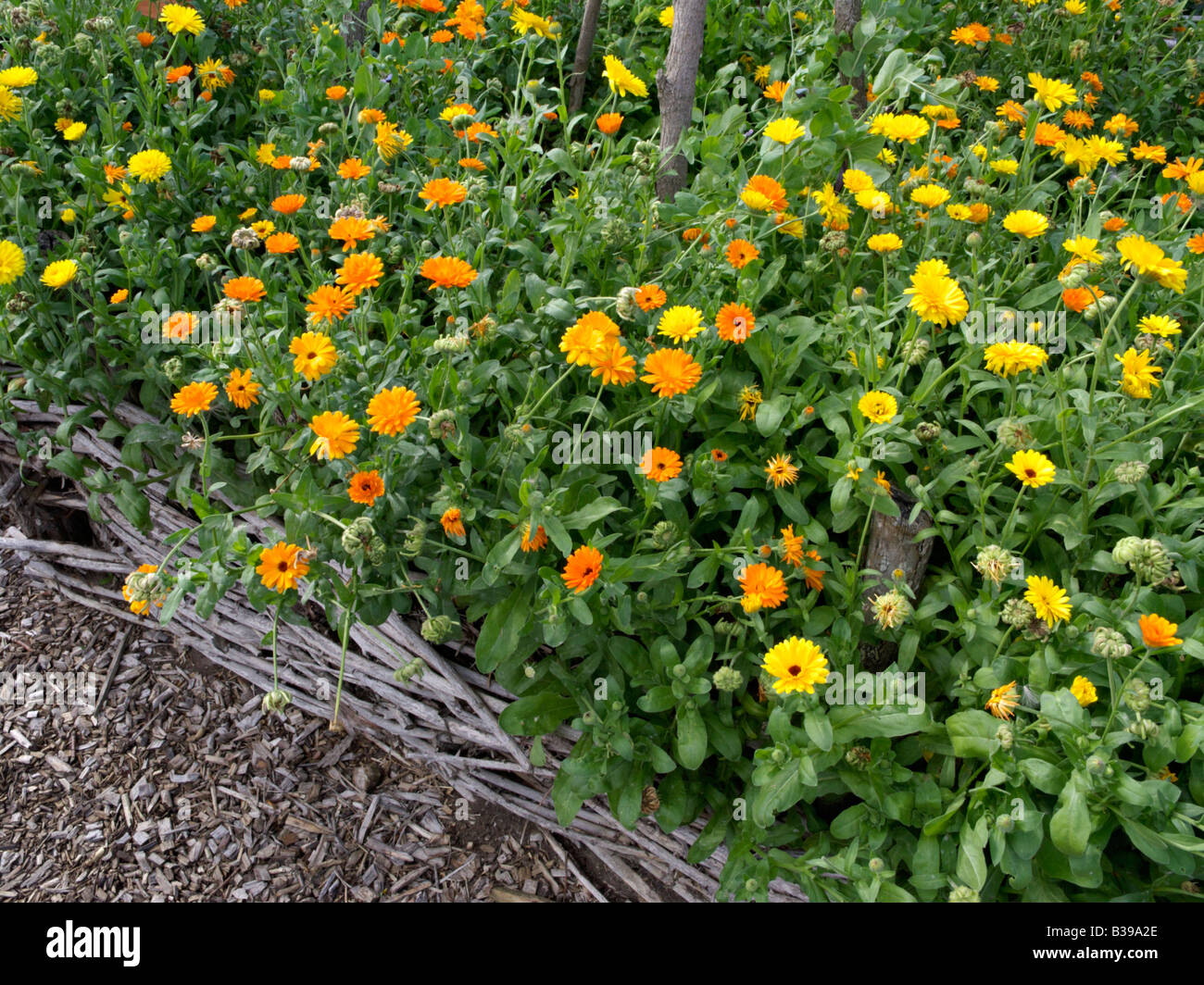 Pot marigold (Calendula officinalis Stock Photo Alamy
