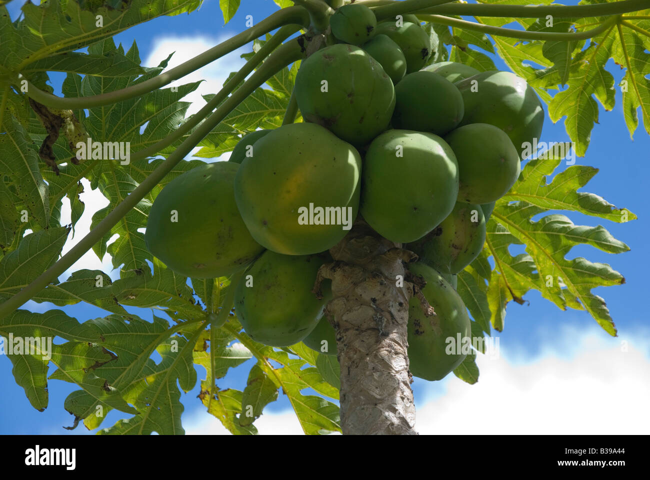 Ripening papaya fruit on tree Stock Photo