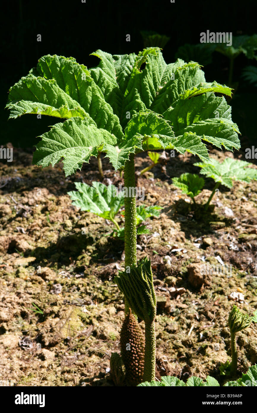 Mammutblatt, Gunnera manicata, Mammoth leaf Stock Photo