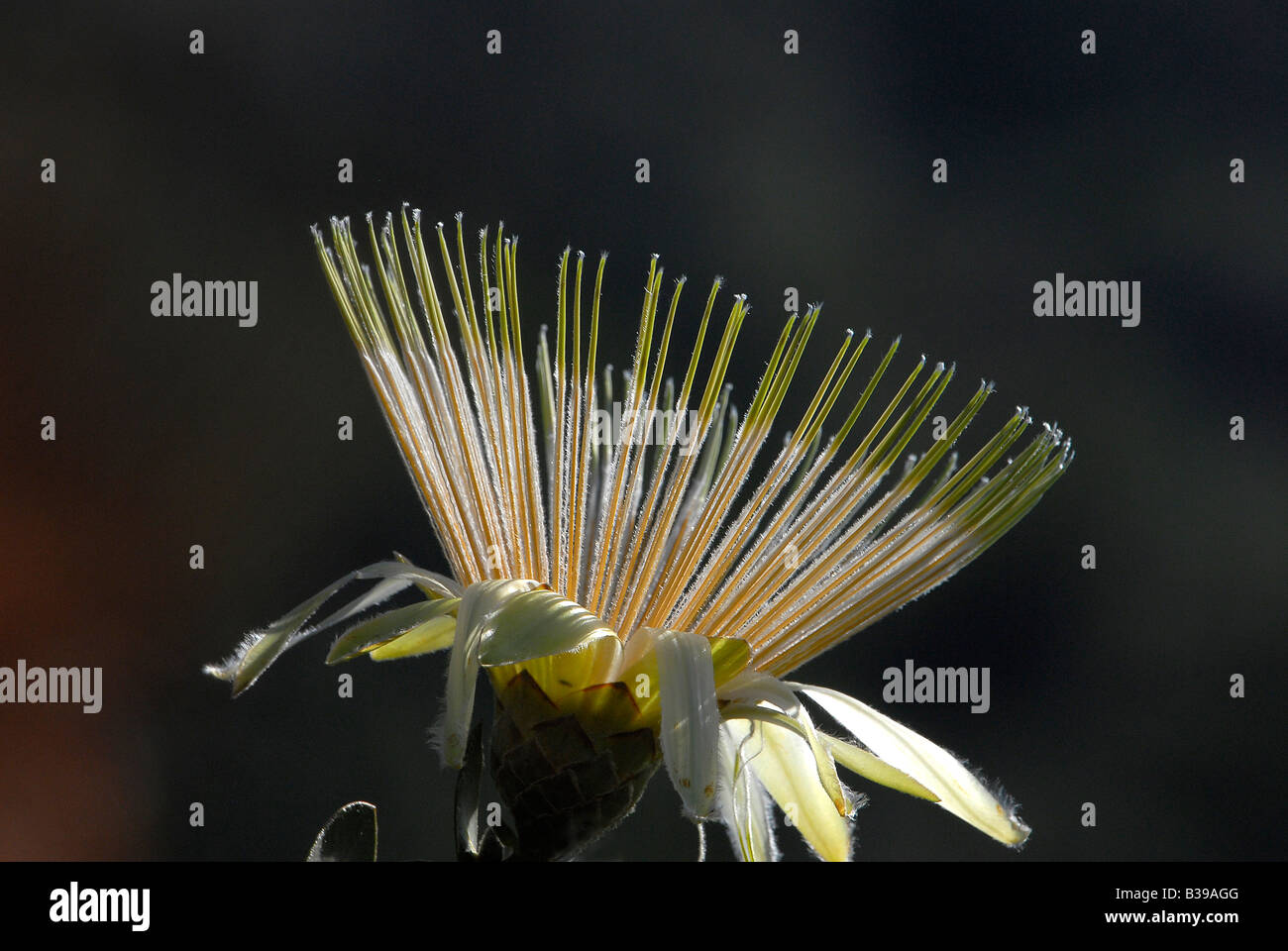 Close-up of backlit Protea flower, Kirstenbosch Botanical Gardens, Cape Town, South Africa Stock Photo