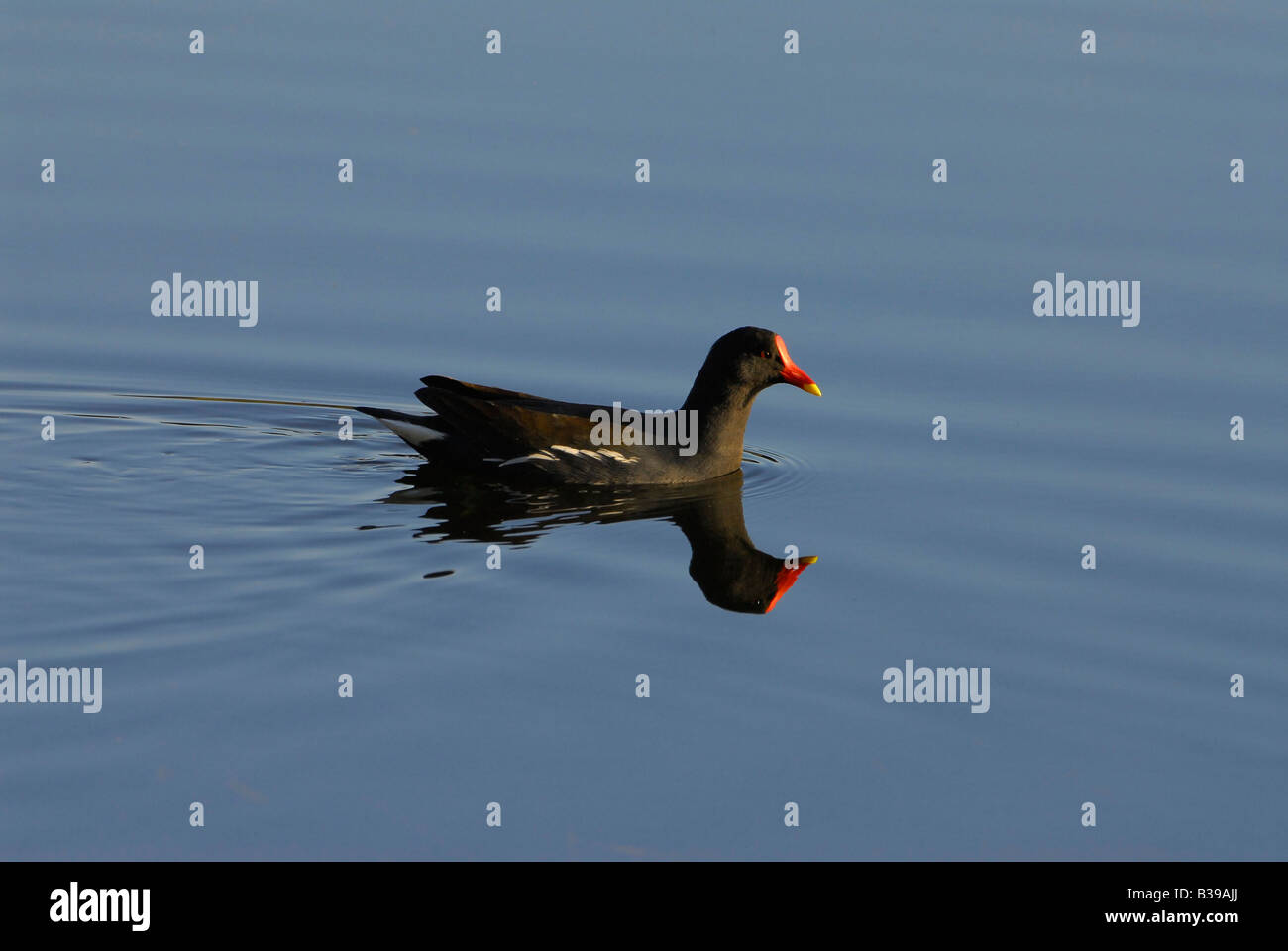 Moorhen, Helderberg Nature Reserve, Somerset West, Cape, South Africa Stock Photo