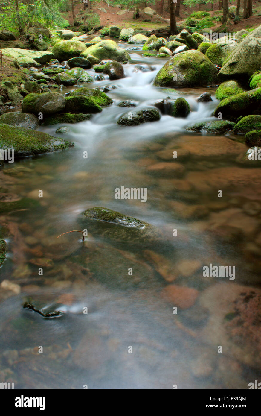 Stream of a creek in forest with stones around Stock Photo
