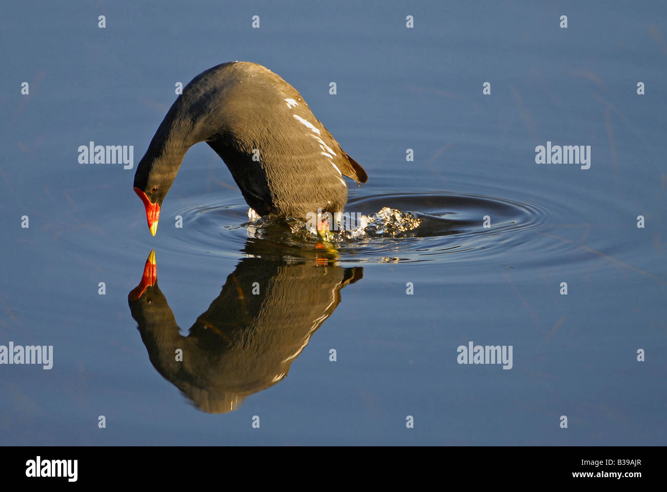 Moorhen diving under water to get fresh plants to eat, Helderberg Nature Reserve, Somerset West, Cape, South Africa Stock Photo