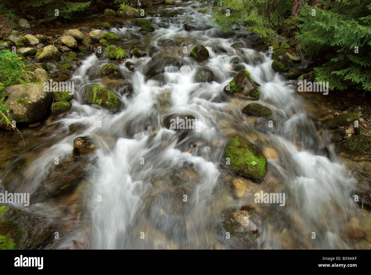 Wide view of wild stem of a creek Stock Photo