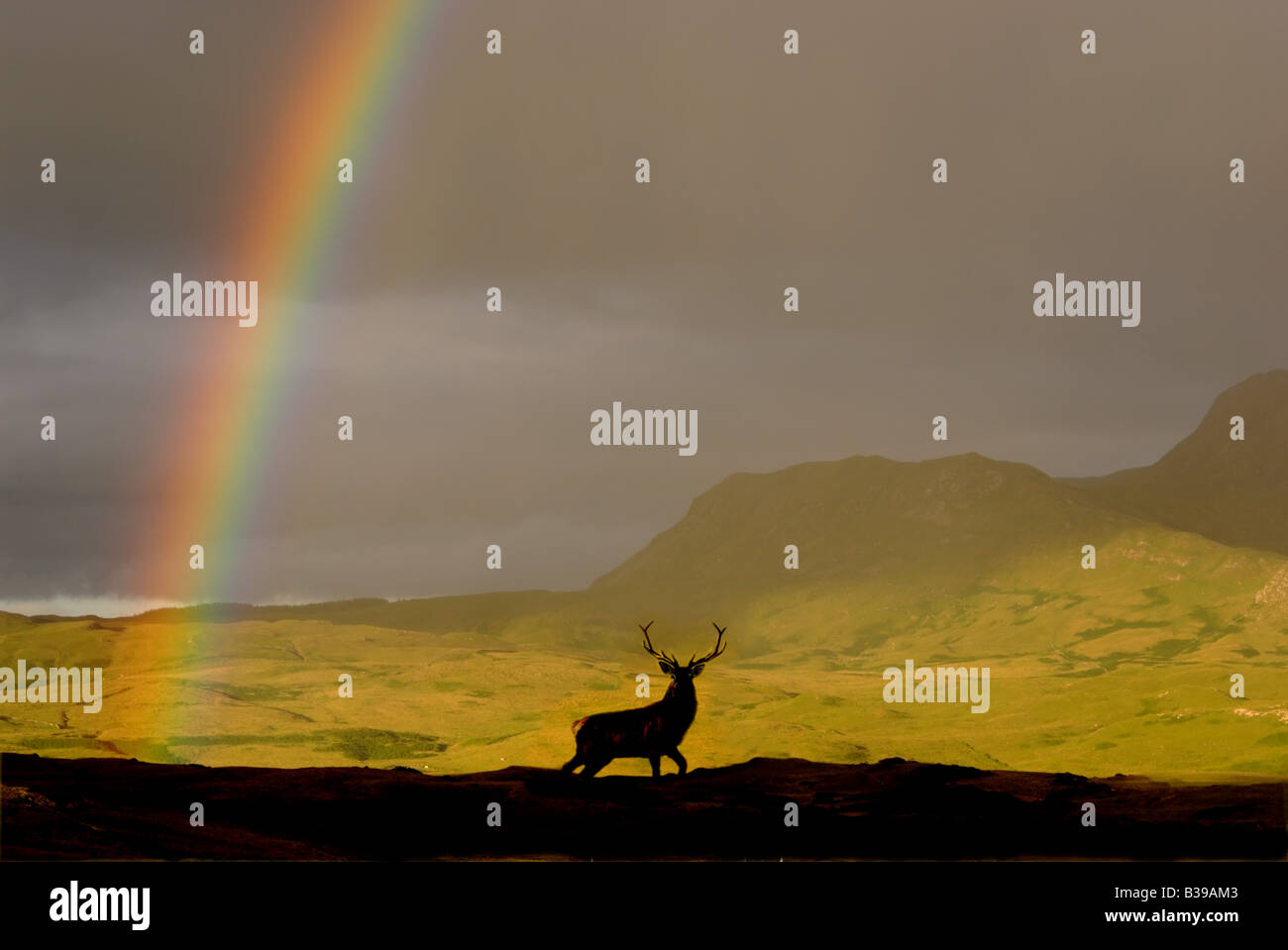 uk scotland highlands red deer stag and rainbow Stock Photo