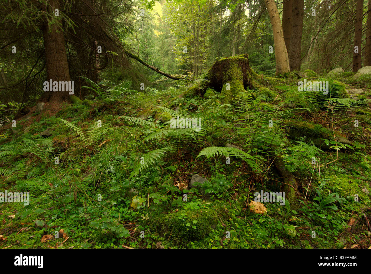 Deep green forest hi-res stock photography and images - Alamy