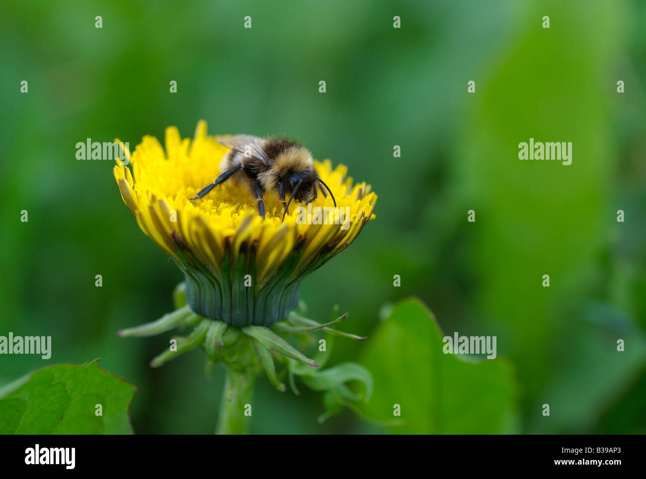 Bee on a dandelion flower macro Stock Photo