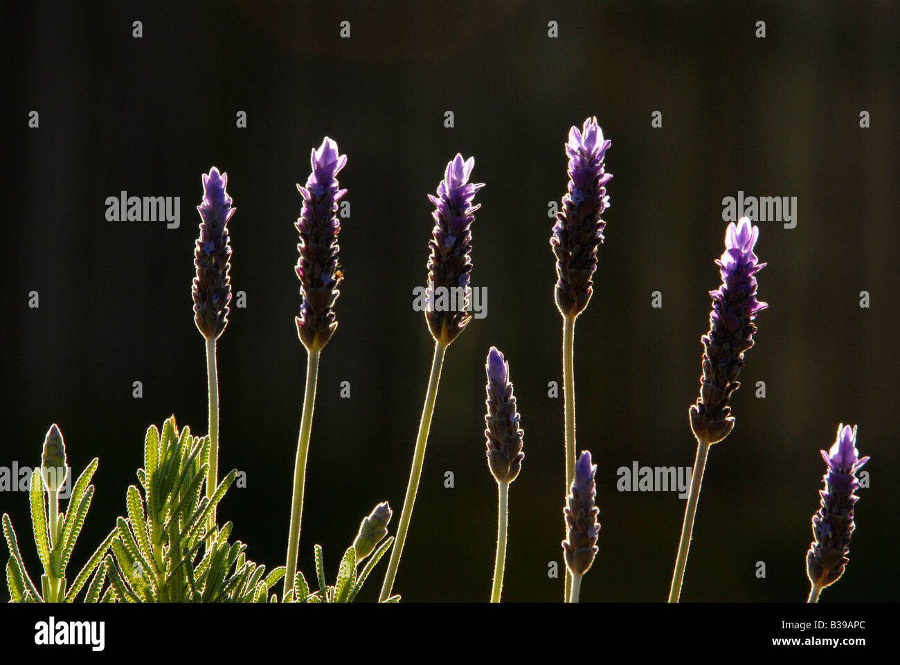 Backlit close-up of lavendar plants against dark background. Stock Photo