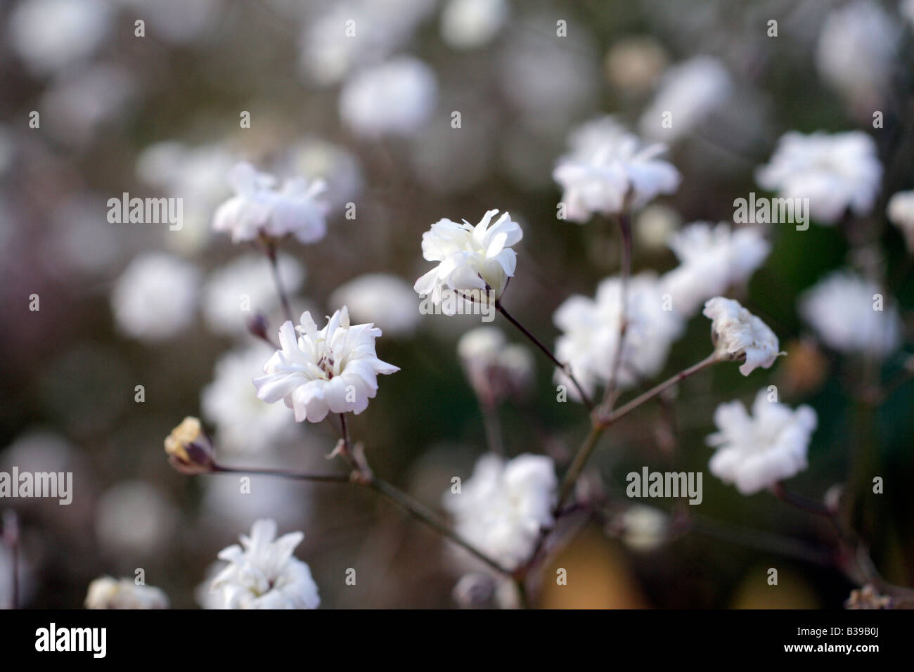 GYPSOPHILA PANICULATA BRISTOL FAIRY Stock Photo