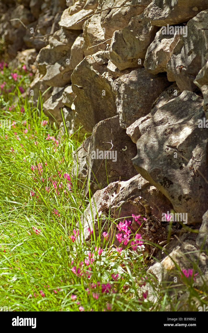 flower Alpenveilchen Cyclamen purpurescens at a stony way in springtime in the nature standing under nature conservancy Croatia Stock Photo
