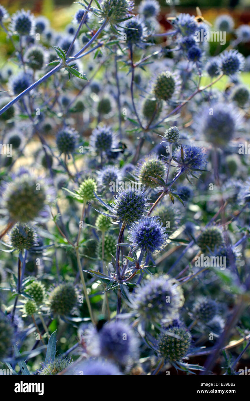 Eryngium thistle blue bracts sun summer herbaceous perennial planum hi
