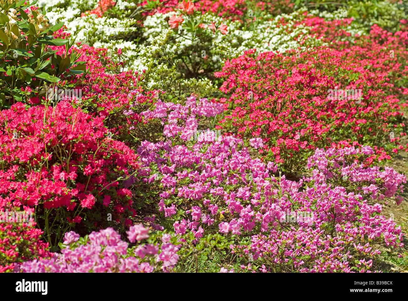 Blooming Flowers Azalea Rhododendron In Different Colours In The Stock Photo Alamy