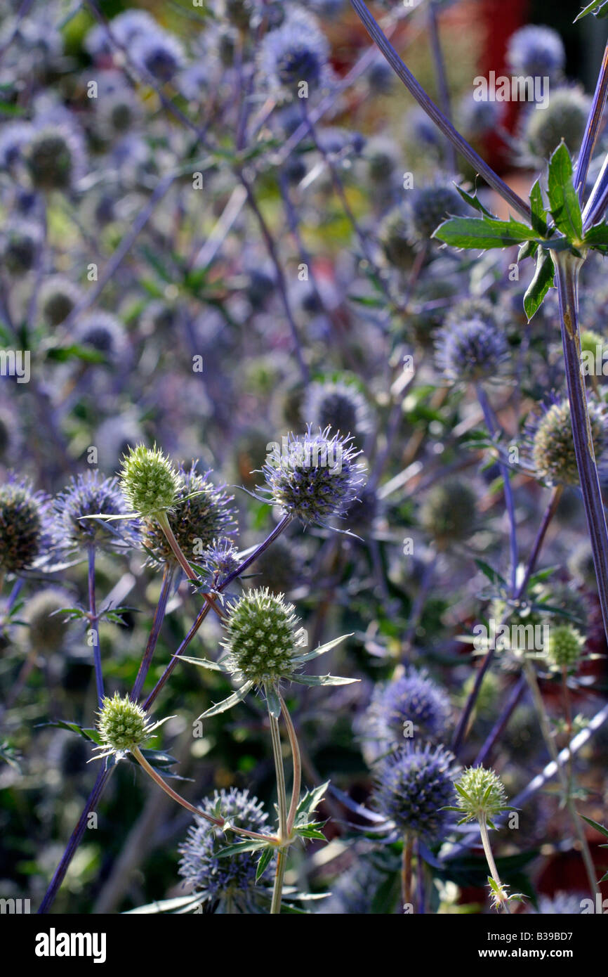 Eryngium thistle blue bracts sun summer herbaceous perennial planum hi