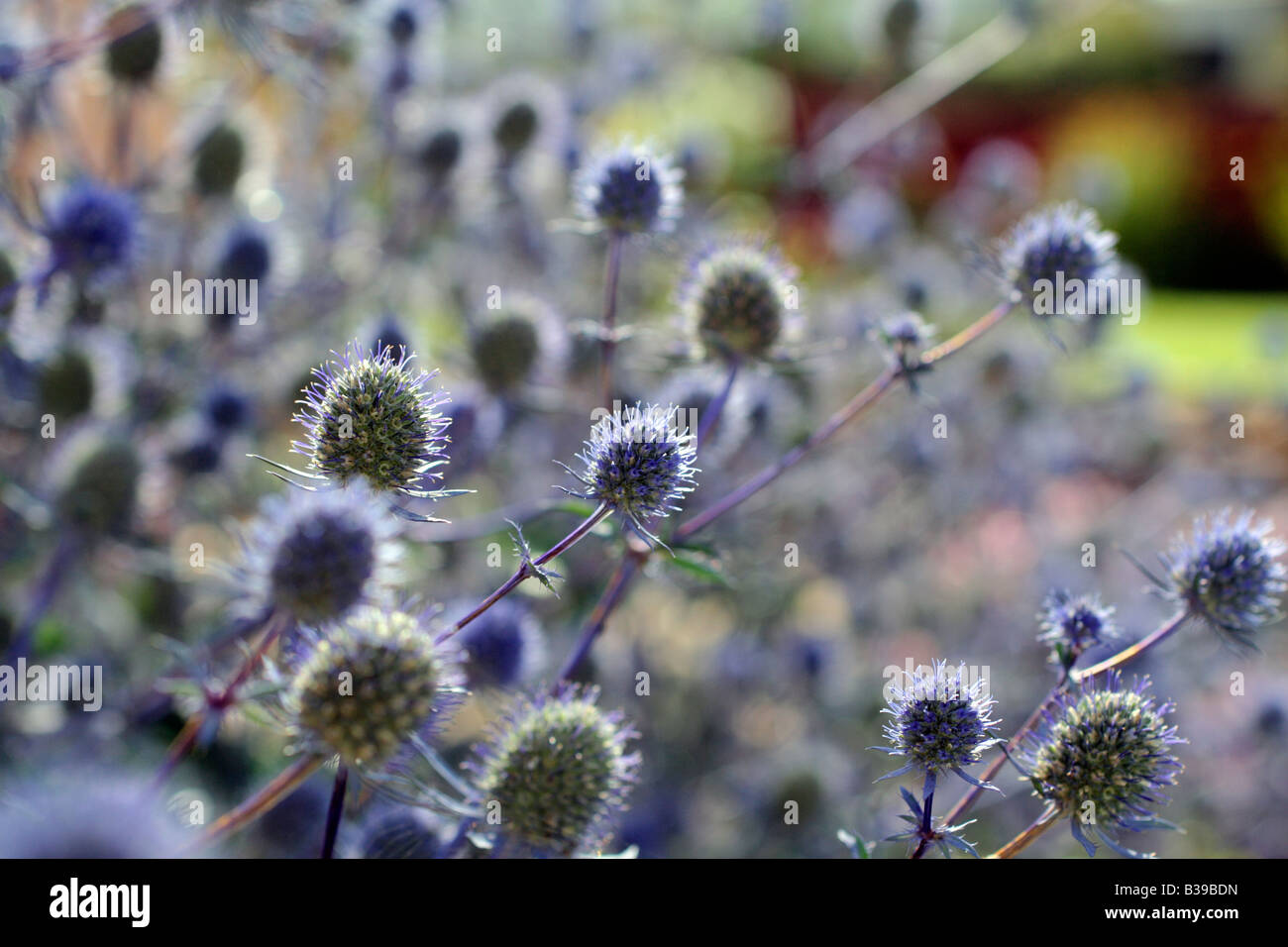 Eryngium thistle blue bracts sun summer herbaceous perennial planum hi