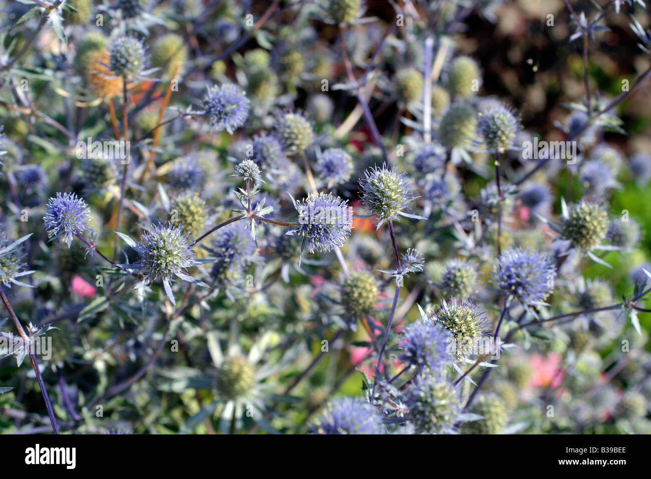 Eryngium thistle blue bracts sun summer herbaceous perennial planum hi