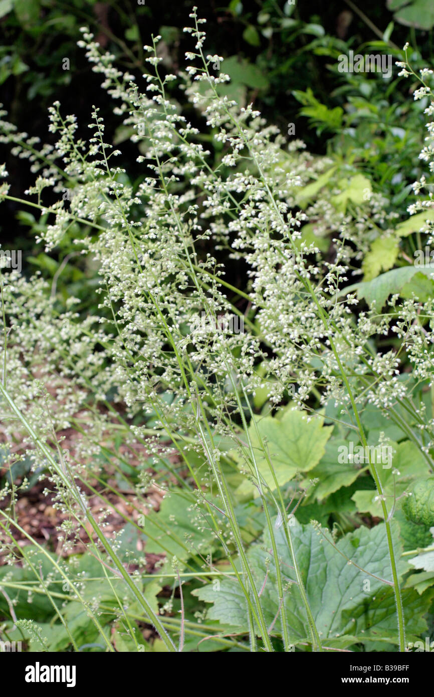 HEUCHERA VILLOSA Stock Photo