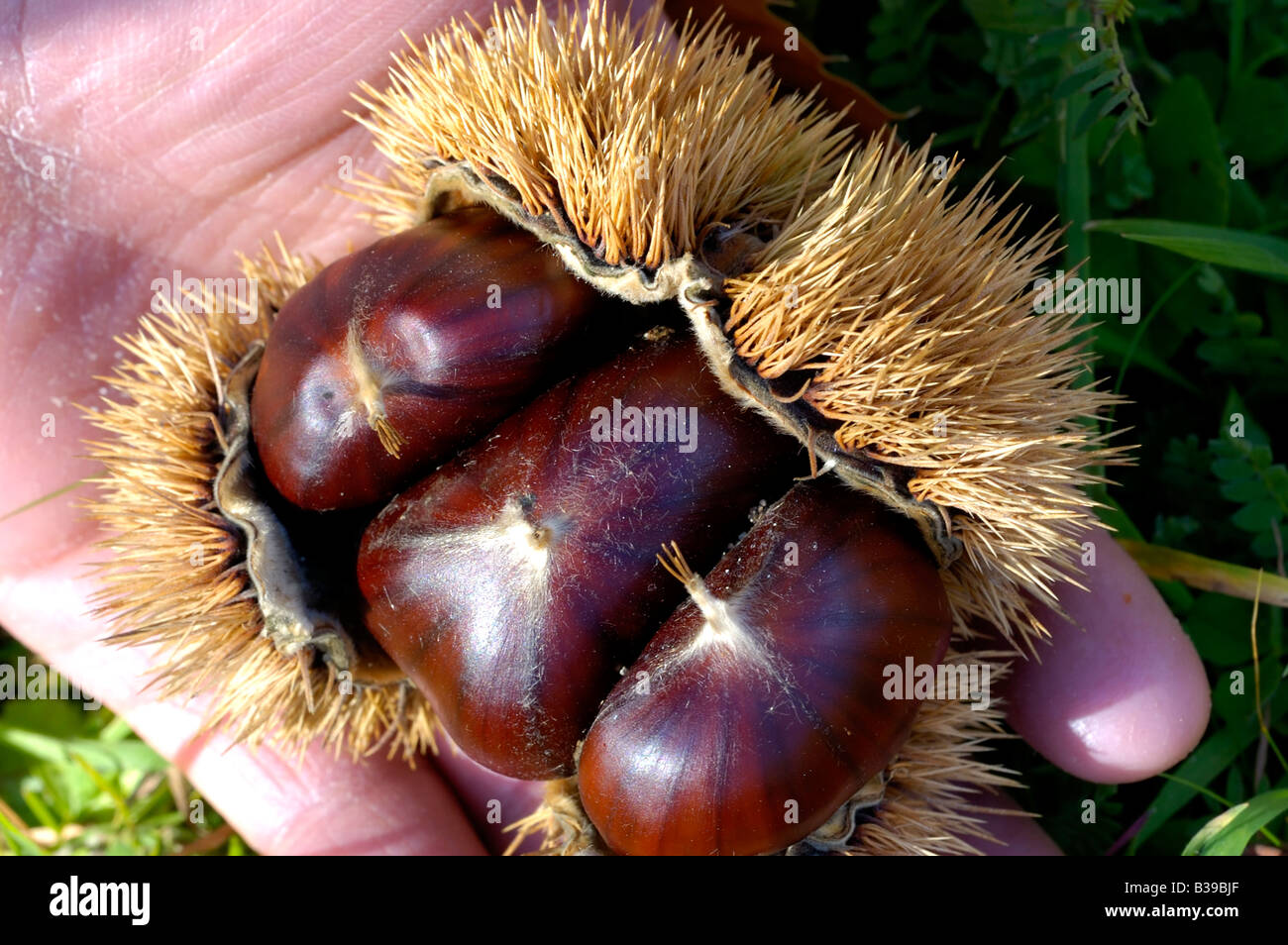 A picture of a chestnuts Stock Photo - Alamy