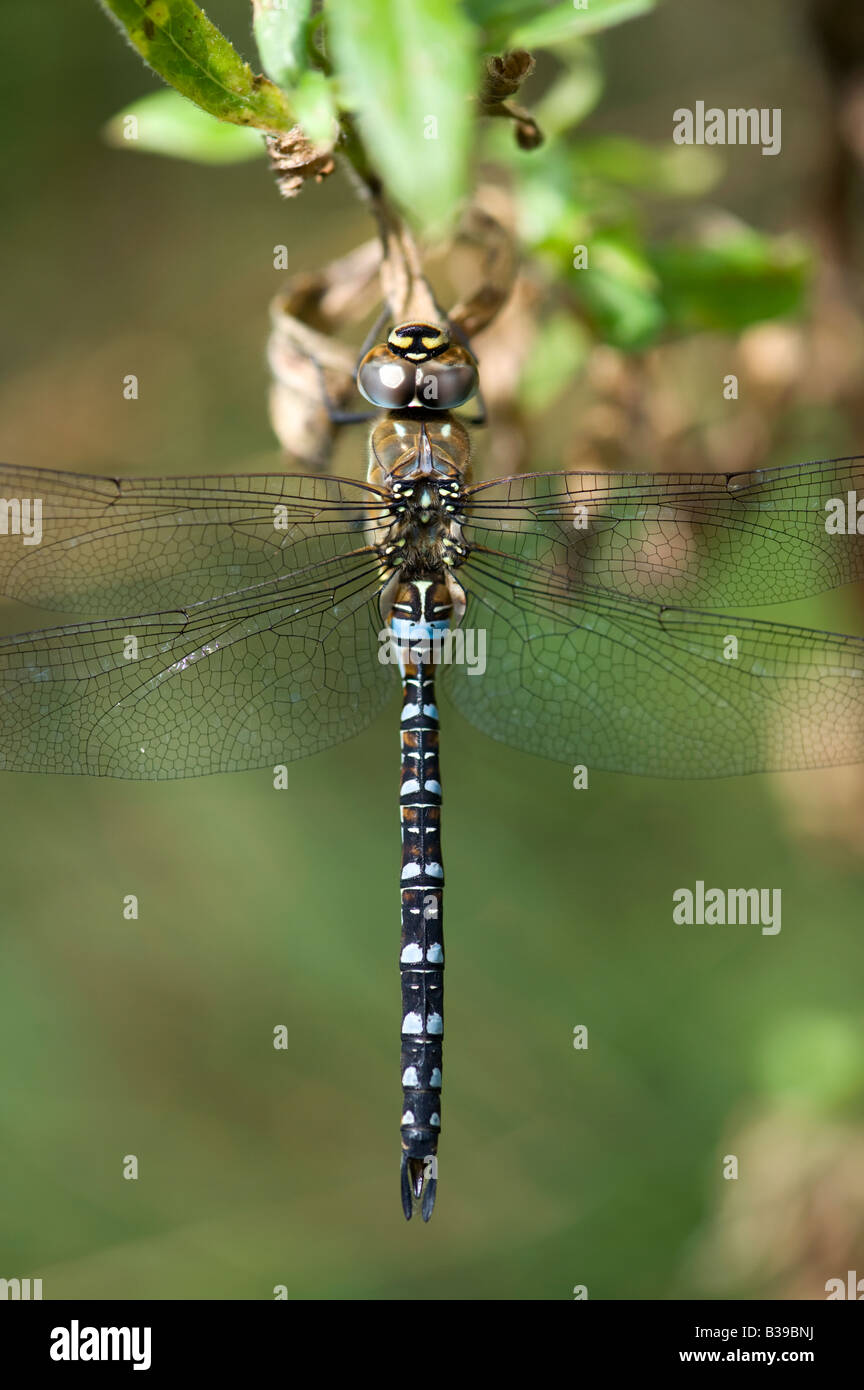 Aeshna mixta. Male Migrant Hawker dragonfly Stock Photo