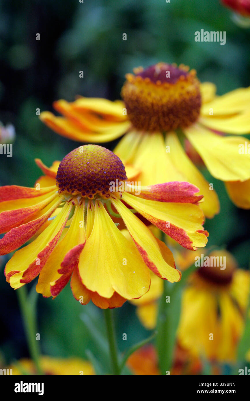HELENIUM CAN CAN Stock Photo