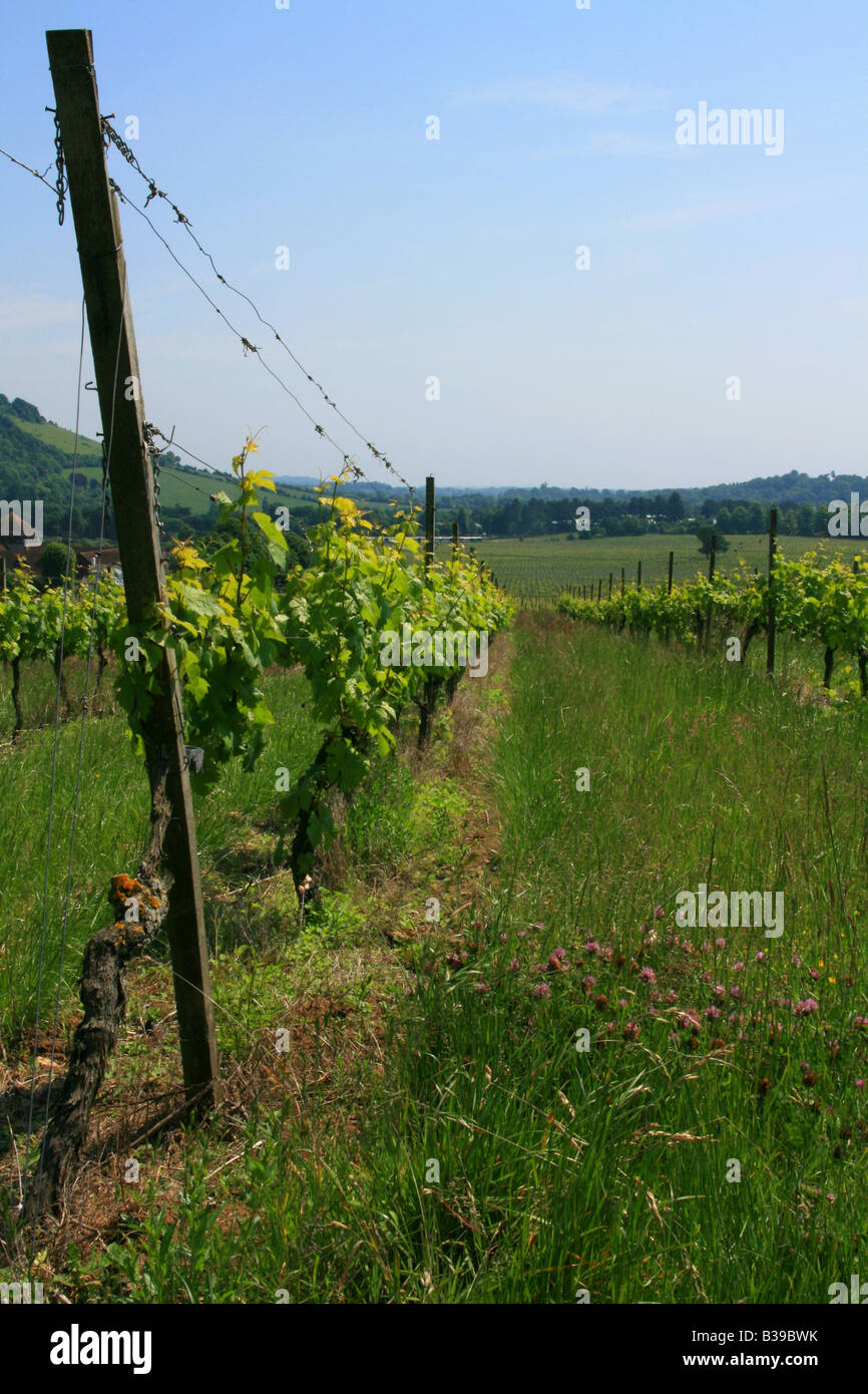 Rows of Vines Denbies Vineyard Stock Photo