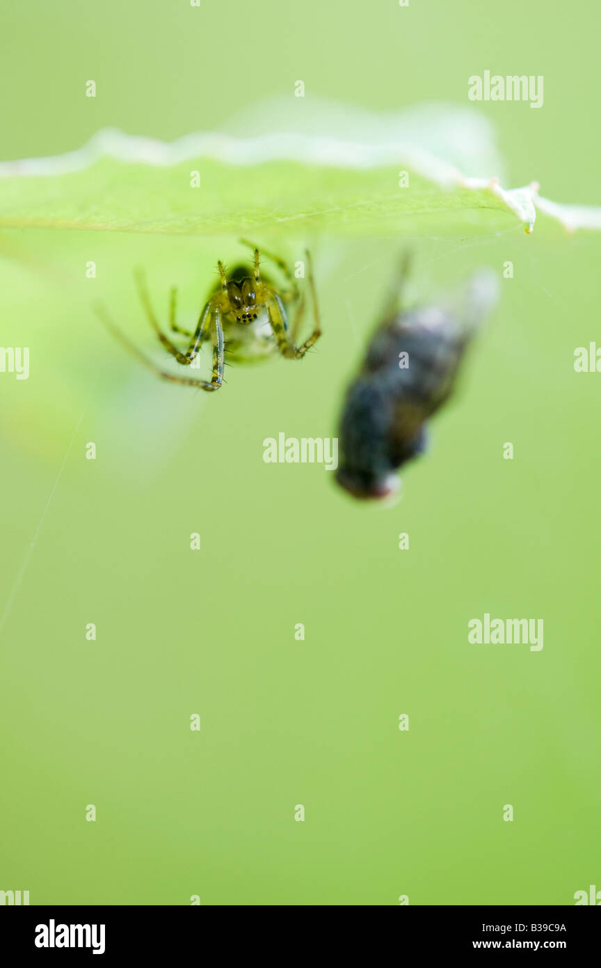 Meta menge. Male Stretch spider with a fly caught in its web Stock Photo