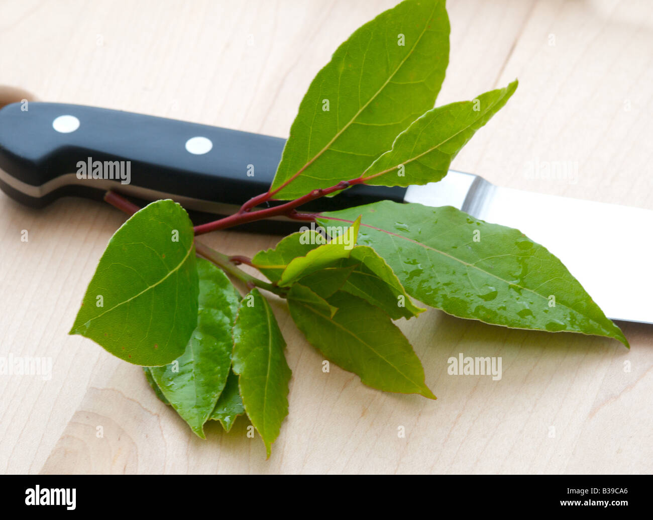 Bay leaf - feuille de laurier Stock Photo - Alamy