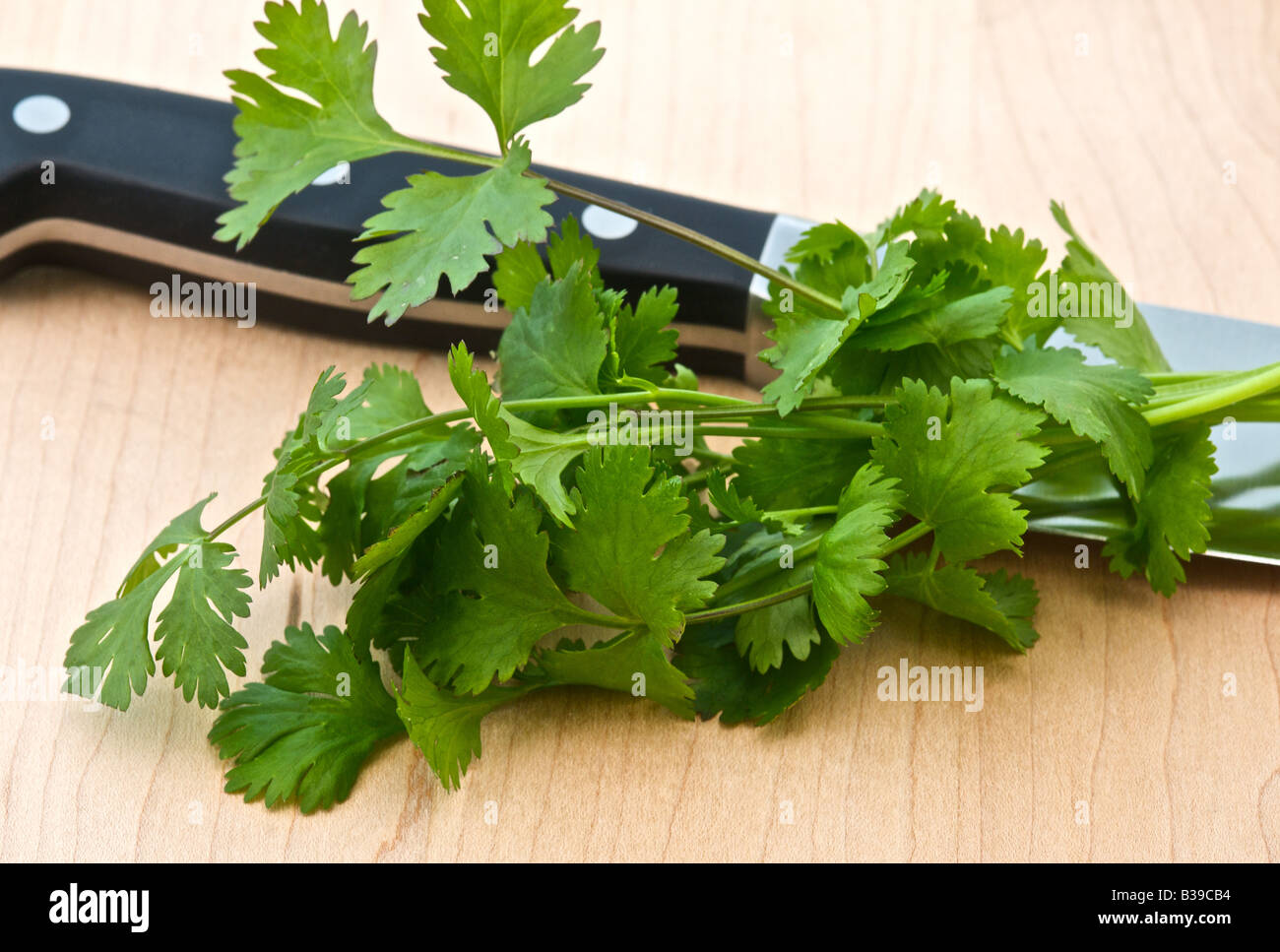 CULINARY HERBS HERB Coriander Coriandrum salivum a much used herb Stock