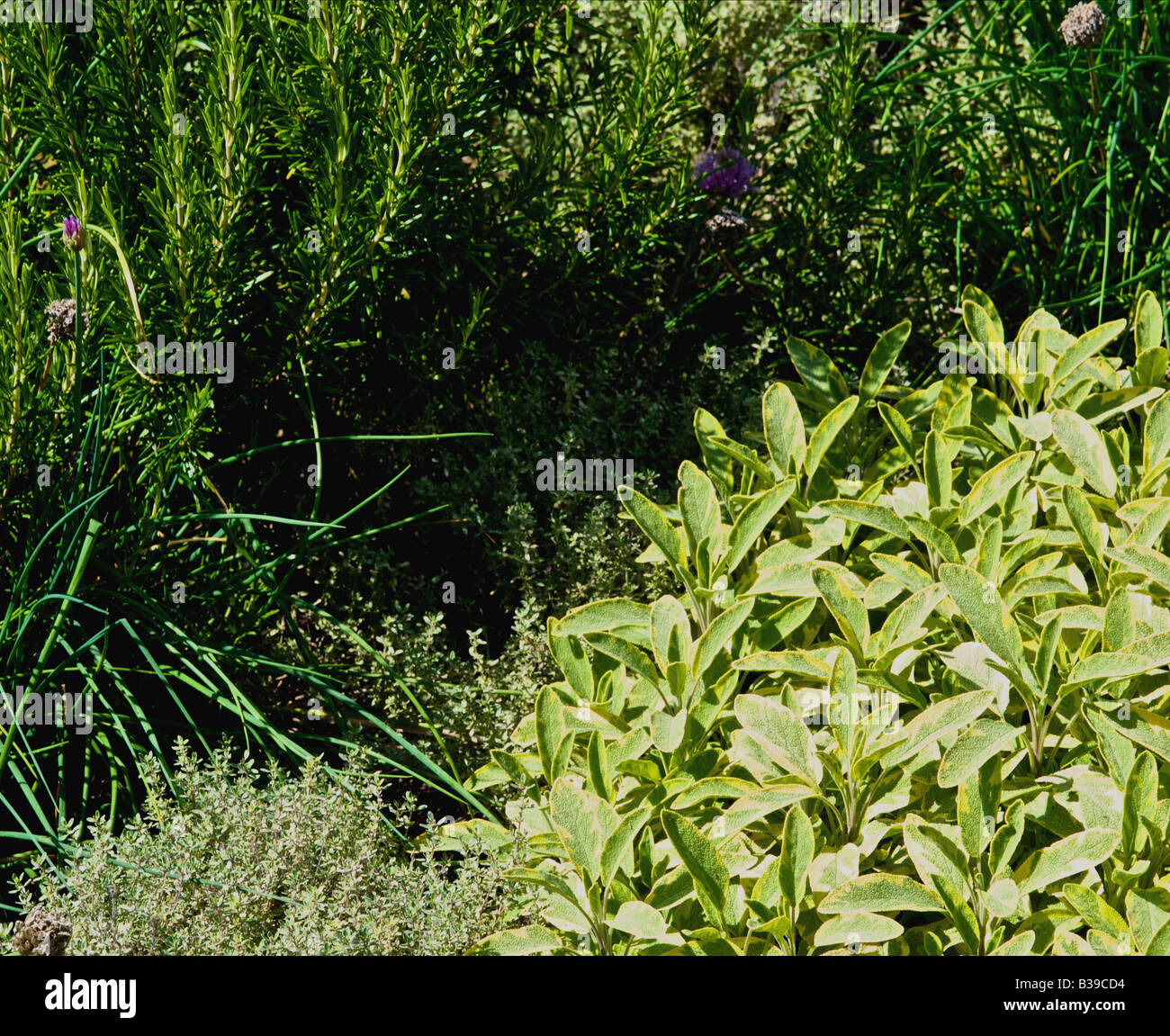 A herb garden in a cottage garden in August Herbs shown clockwise from