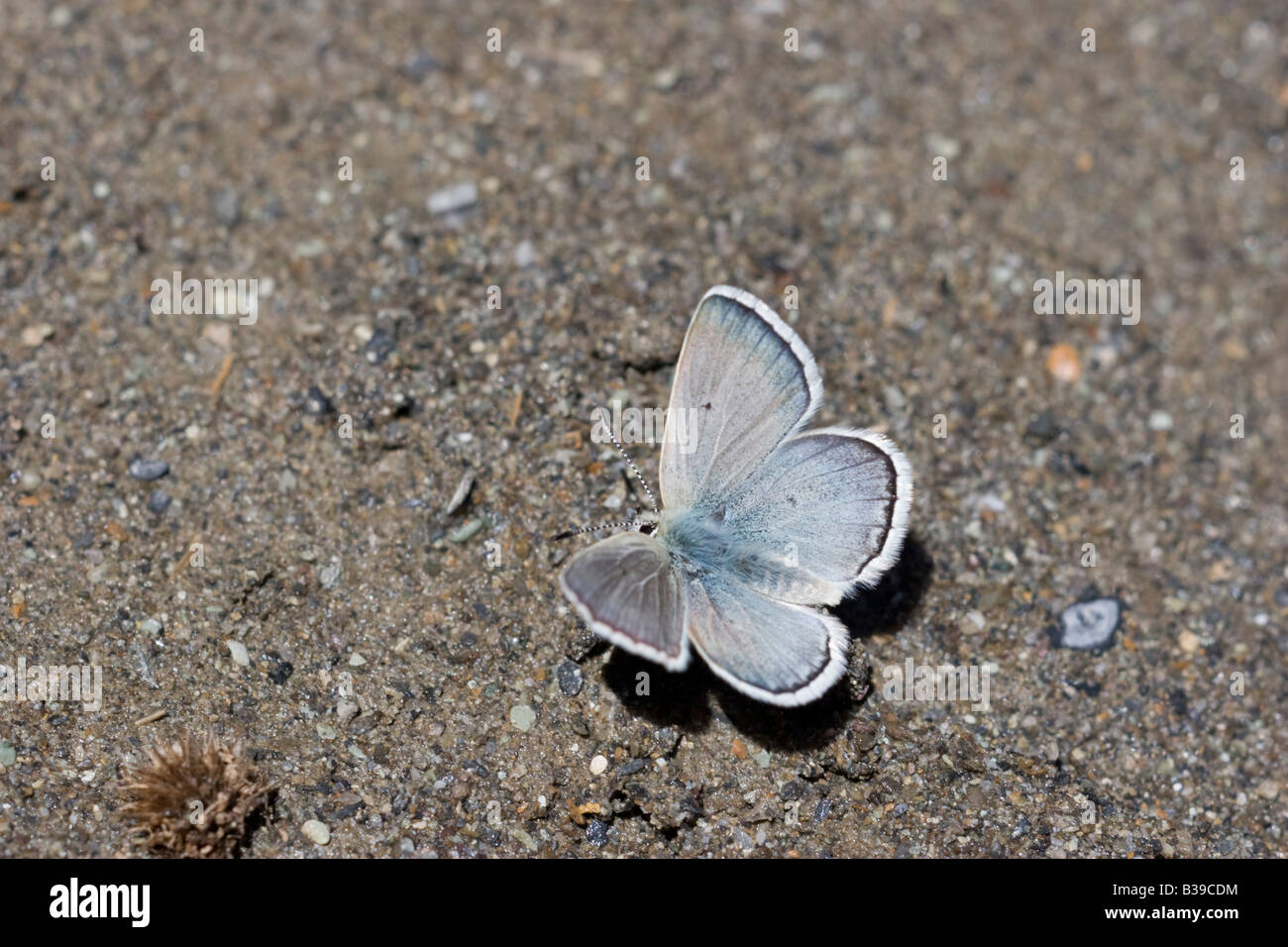 Gavarnie Blue Agriades pyrenaicus Stock Photo