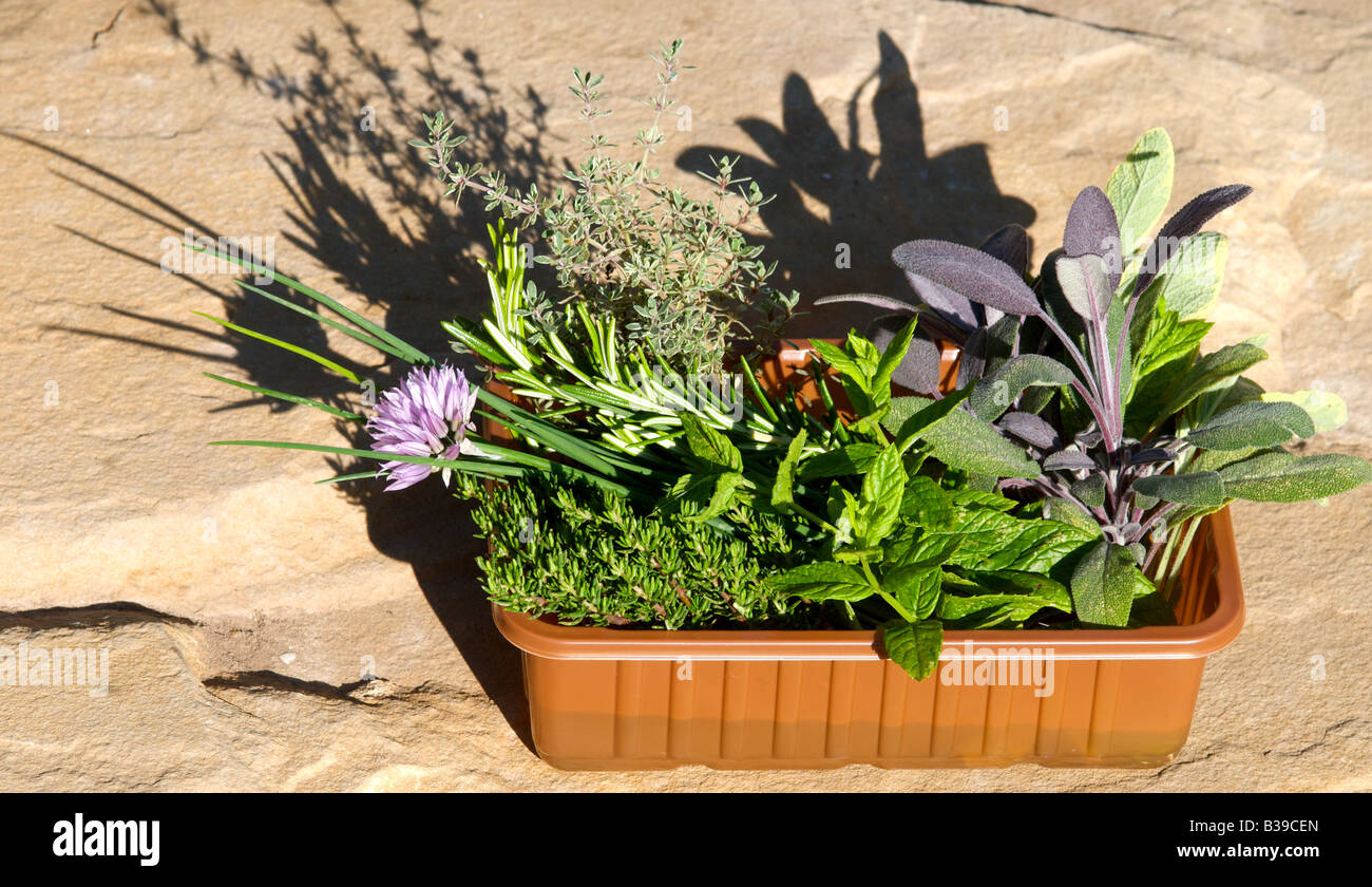 A herb garden in a cottage garden in August Herbs shown as a collection in a container Stock Photo