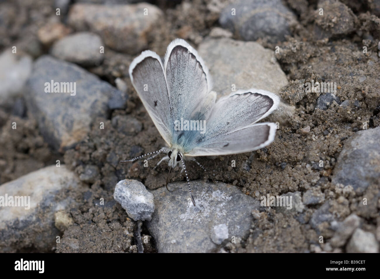 Gavarnie Blue Agriades pyrenaicus Stock Photo