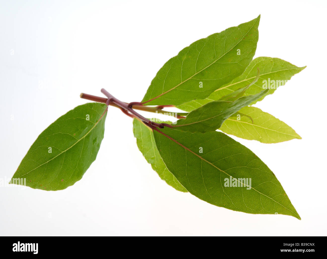 CULINARY HERBS HERB SWEET BAY Laurus nobilis Bay leaves are widely used