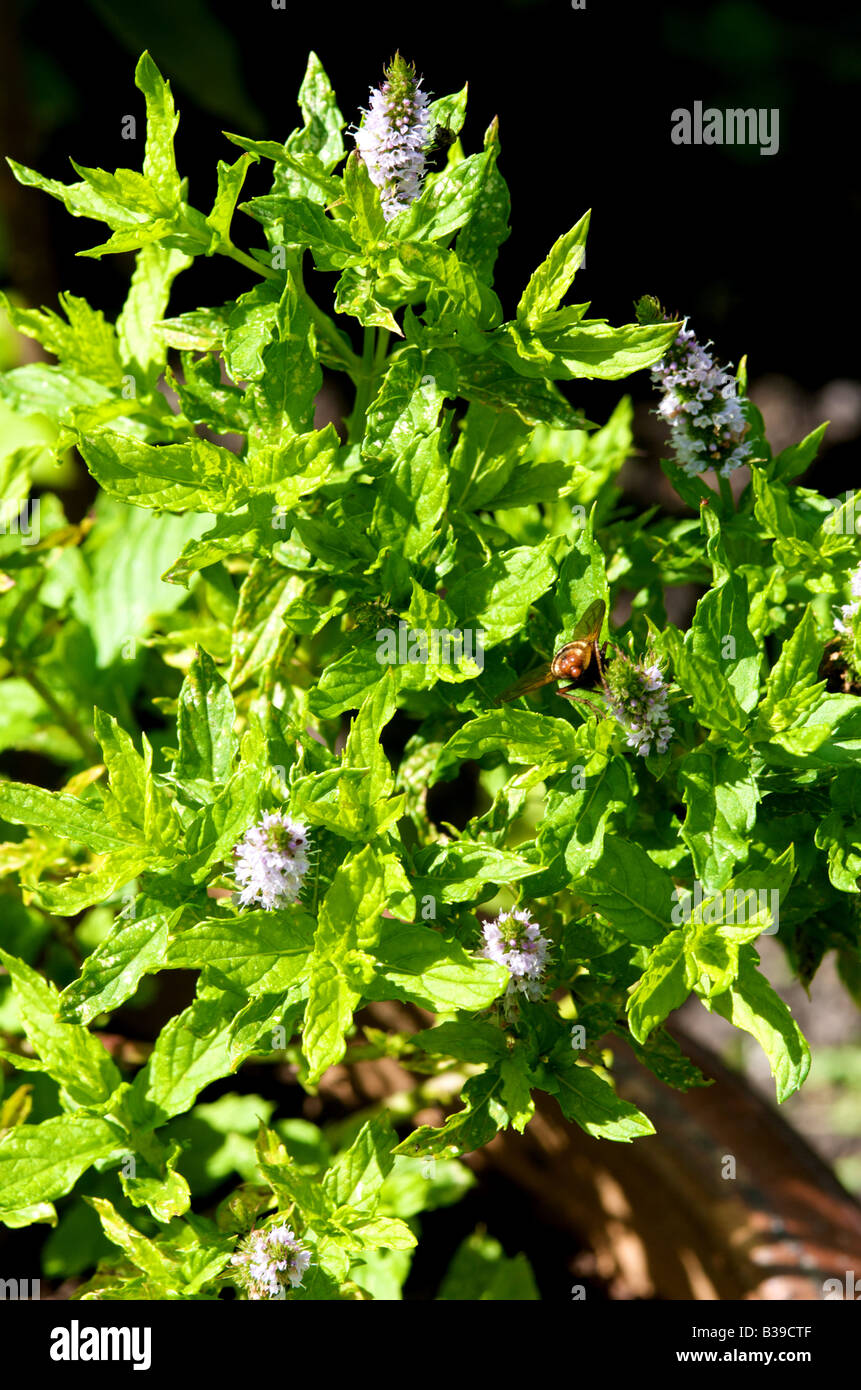Mentha piperita hi-res stock photography and images - Alamy