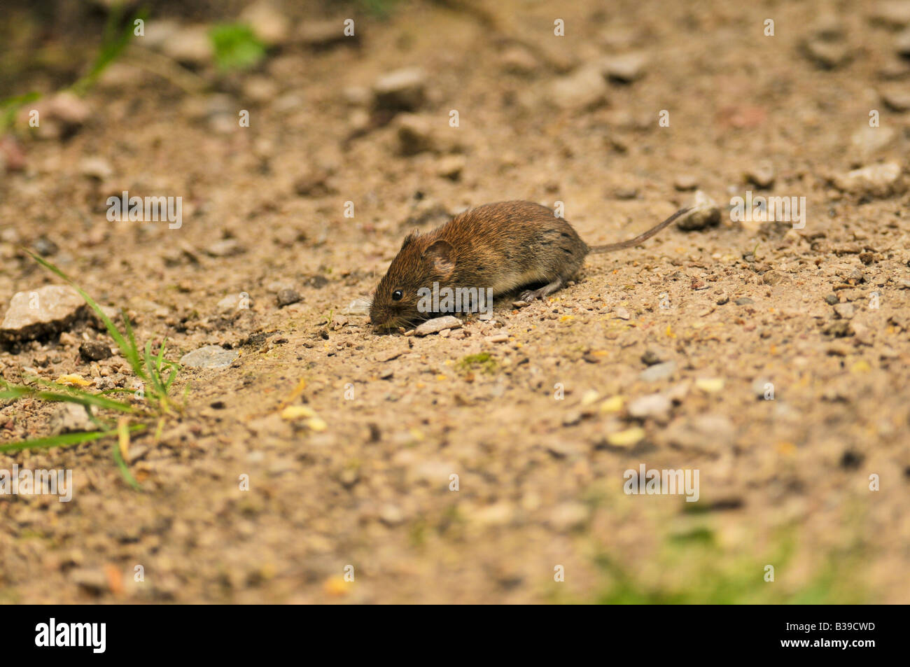 Common Bank Vole Clethrionomys glareolus running around feeding in