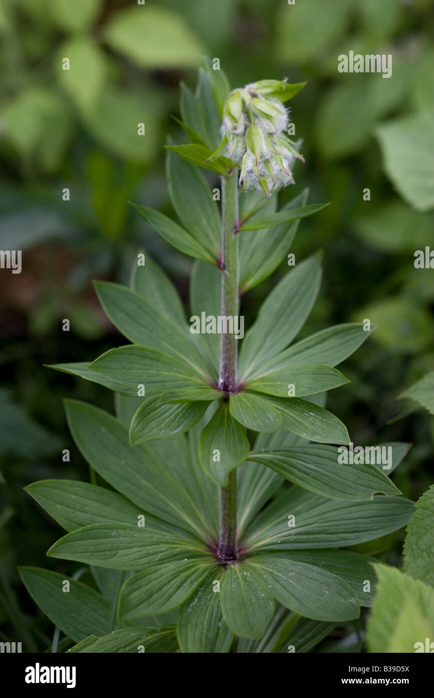 Martagon Lily (Lilium martagon) Gavarnie France Stock Photo - Alamy