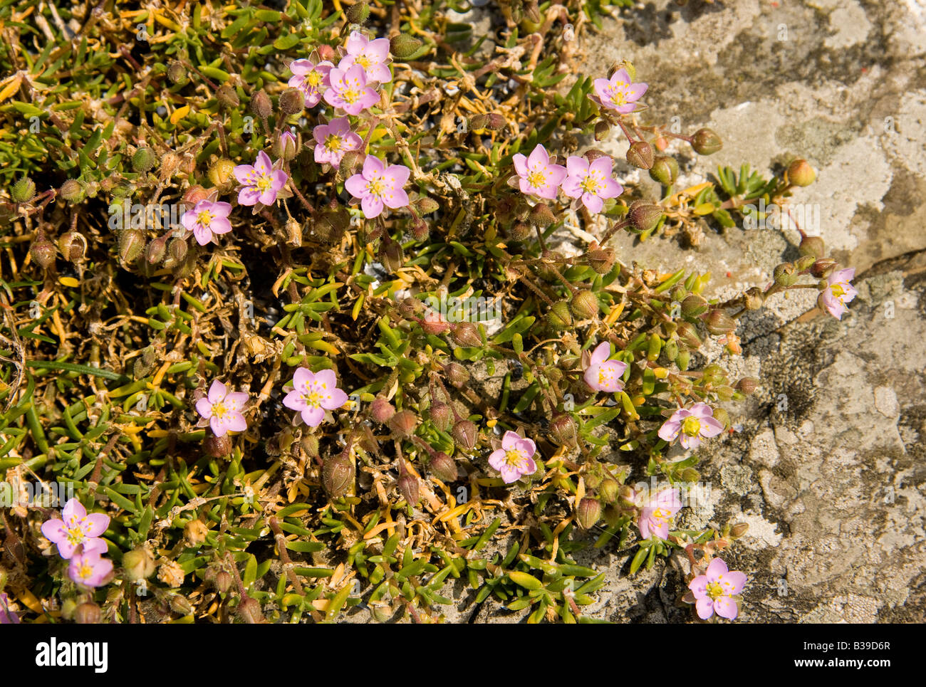 Pink wild flowers Sea Spurry Spergularia marina in the sun Stock Photo