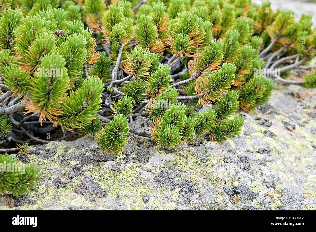 Dwarf mountain pine Pinus Mugo closeup Stock Photo