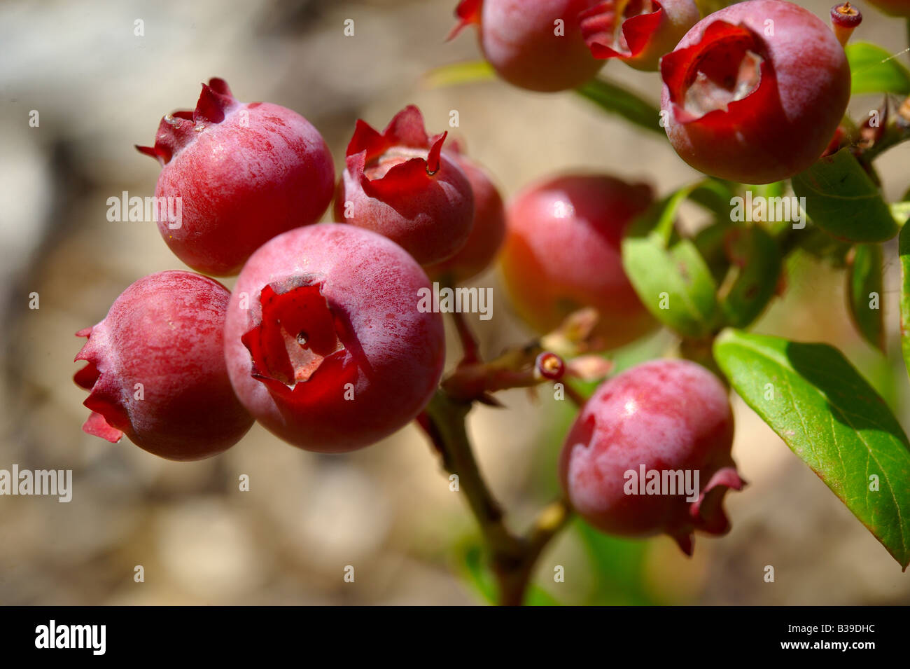 Blueberry fruit growing and ripening, before fully ripe Stock Photo - Alamy